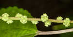 Smallspike false nettle